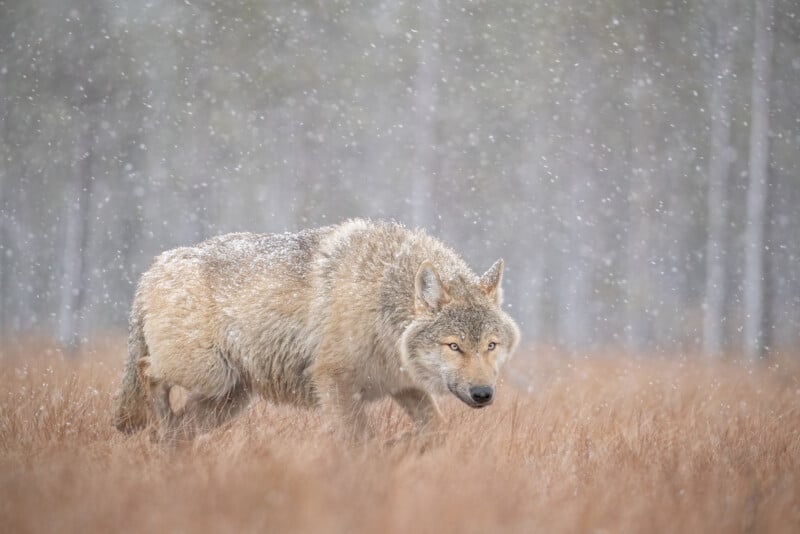 A large wolf with a thick, snowy coat walks through a field of dry grass. Snow falls gently around it, with a forest blurred in the background. The wolf has an alert posture and piercing gaze.