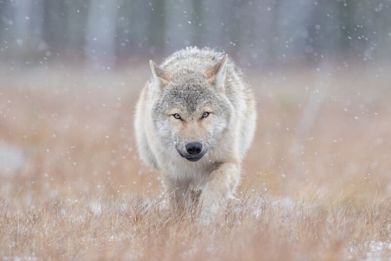 A lone wolf with a thick, light-gray coat walks forward in a snowy field. Snowflakes fall around, and the background is a blur of muted browns and grays, suggesting a cold, wintry setting.