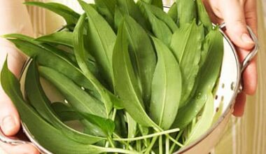 Where to find wild garlic in London (and how to forage responsibly)