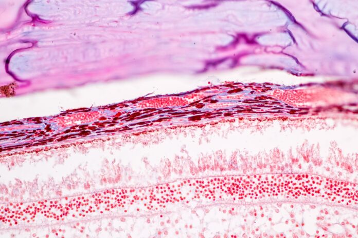Retina human under microscope view for education.