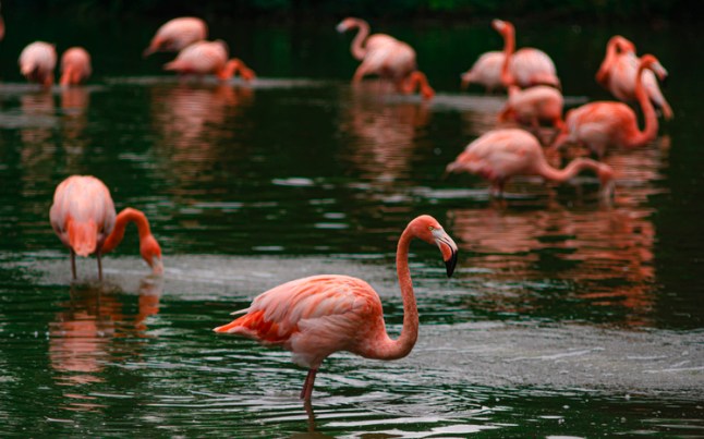 Flamingos at Chester Zoo. England