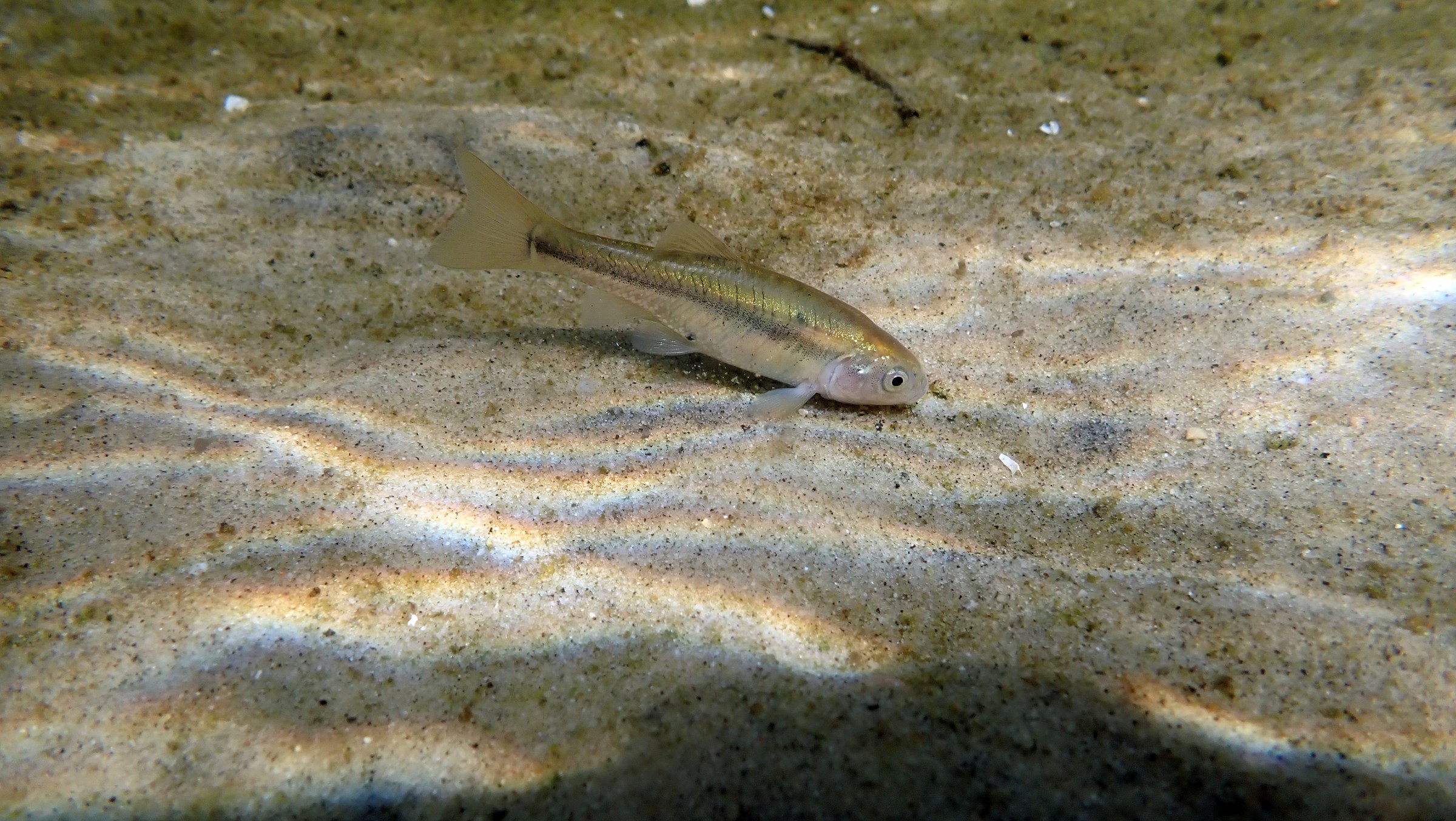 A fathead minnow.