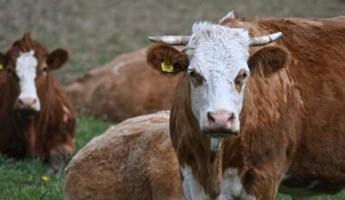 Brits are banned from bringing in EU meat — if anyone can enforce it – POLITICO