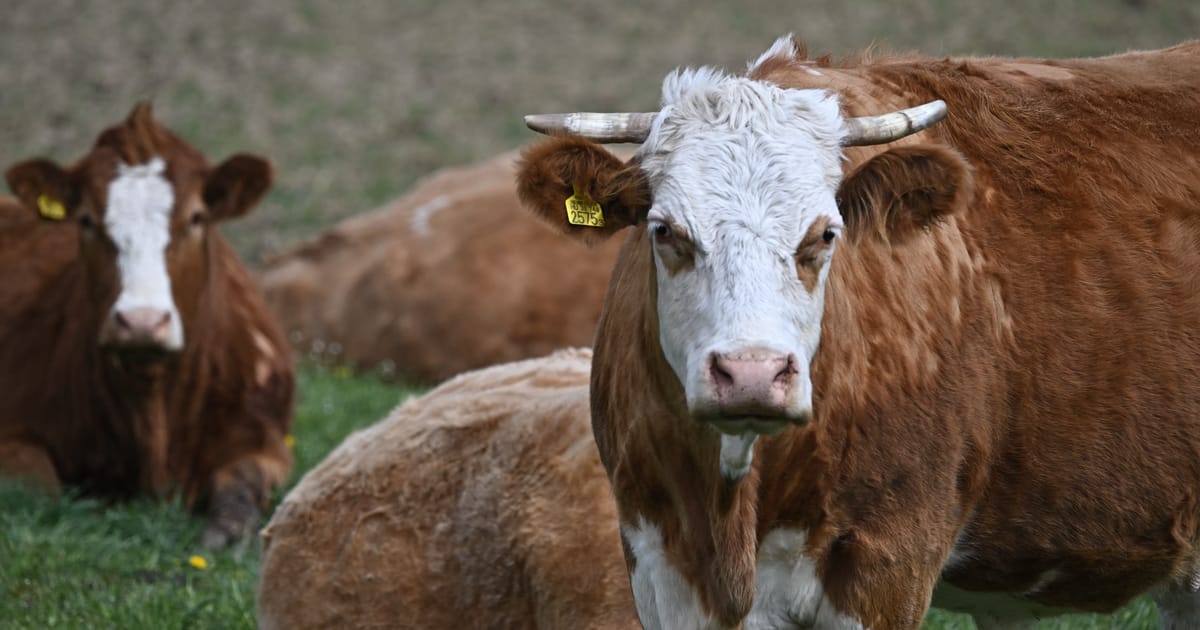 Brits are banned from bringing in EU meat — if anyone can enforce it – POLITICO
