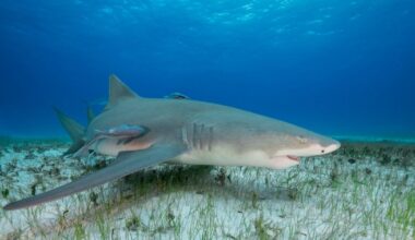 We thought sharks were silent killers but they actually make this noise | News Tech