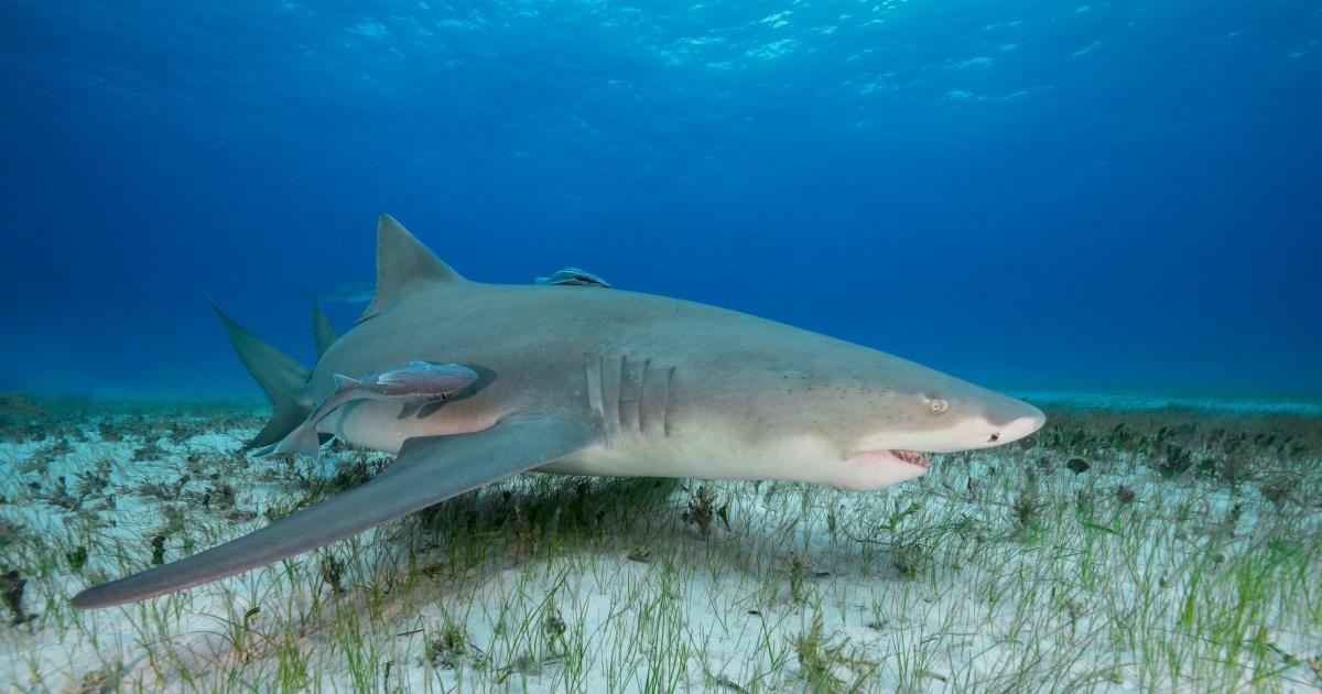 We thought sharks were silent killers but they actually make this noise | News Tech