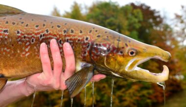 A drug that treats seizures and anxiety is leaking into the environment and affecting fish.