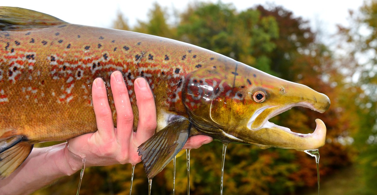 A drug that treats seizures and anxiety is leaking into the environment and affecting fish.