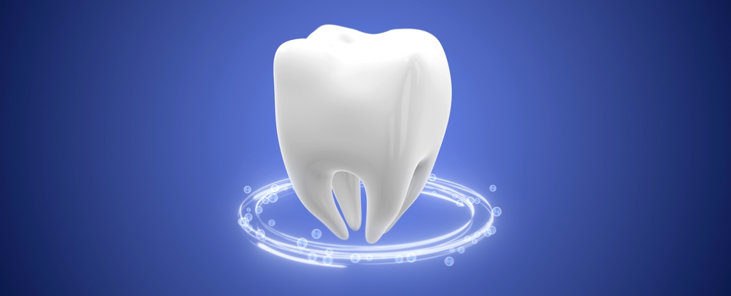 Lab-Grown Teeth Are Another Step Closer to Reality, Scientists Reveal : ScienceAlert