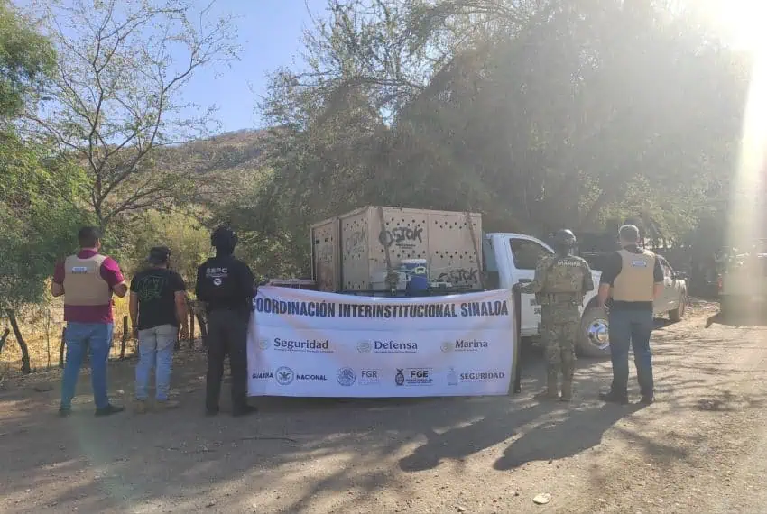 Bengal tigers rescued in Sinaloa by Ostok Sanctuary