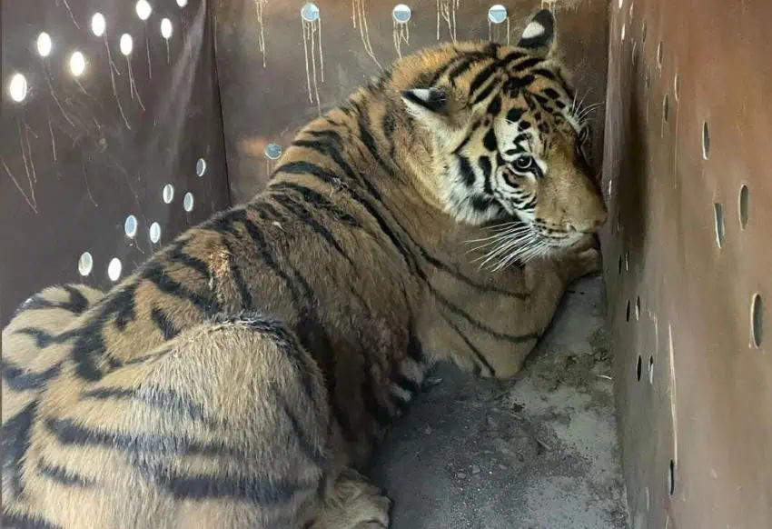 Morose tiger in box