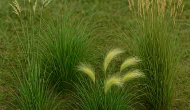 Researchers Uncover Key Genes Shared by All Grasses