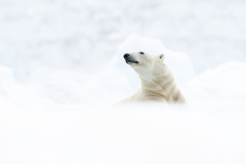 A polar bear sits on a snow-covered landscape, looking to the side. The bear is surrounded by a vast expanse of white snow with a soft, blurred background, creating a serene, isolated scene.