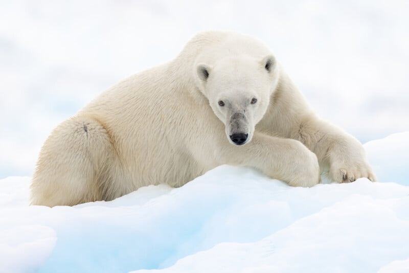 A polar bear rests on a snow-covered surface, looking directly at the camera. Its fur is creamy white, blending with the icy background. The scene conveys a sense of calm in a chilly, pristine environment.