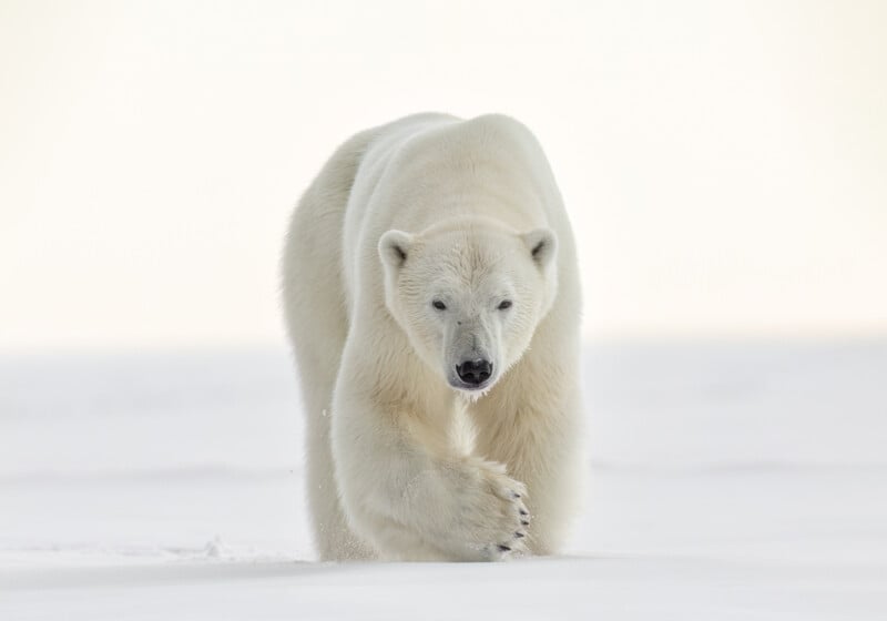A polar bear walks towards the camera on a snow-covered landscape. The background is a pale, overcast sky, creating a serene and cold atmosphere. The bear's fur appears thick and white, blending slightly with its surroundings.
