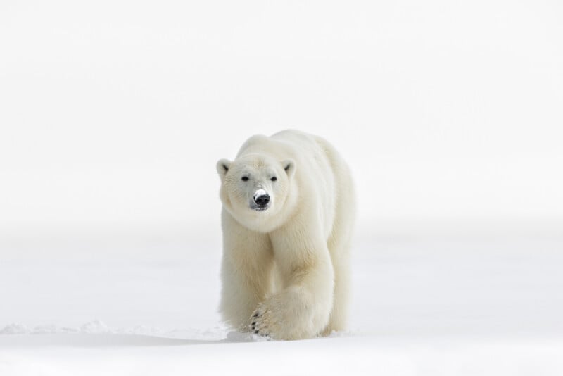 A polar bear walks across a snowy landscape. Its fur is thick and white, blending seamlessly with the snow. The background is a vast expanse of white, suggesting a cold, Arctic environment. The bear looks directly ahead.