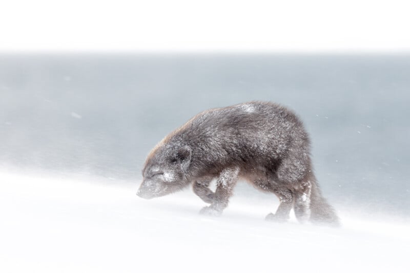 An arctic fox trudges through a snowy landscape with a gust of wind blowing snow around it. The fox's fur is dark and appears frosted by snow, while the background is blurred with white and gray tones.
