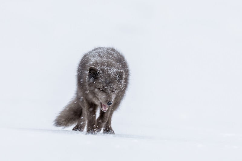 A solitary arctic fox, with a thick, fluffy coat speckled with snow, traverses a snowy landscape. Its mouth is slightly open, and it appears focused. The background is a blank, white expanse.