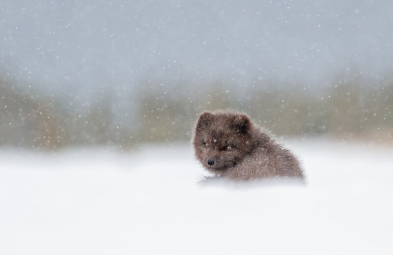 A fluffy arctic fox with a dark winter coat sits in the snow, surrounded by falling snowflakes. The background is blurred, giving a sense of a cold, snowy environment.