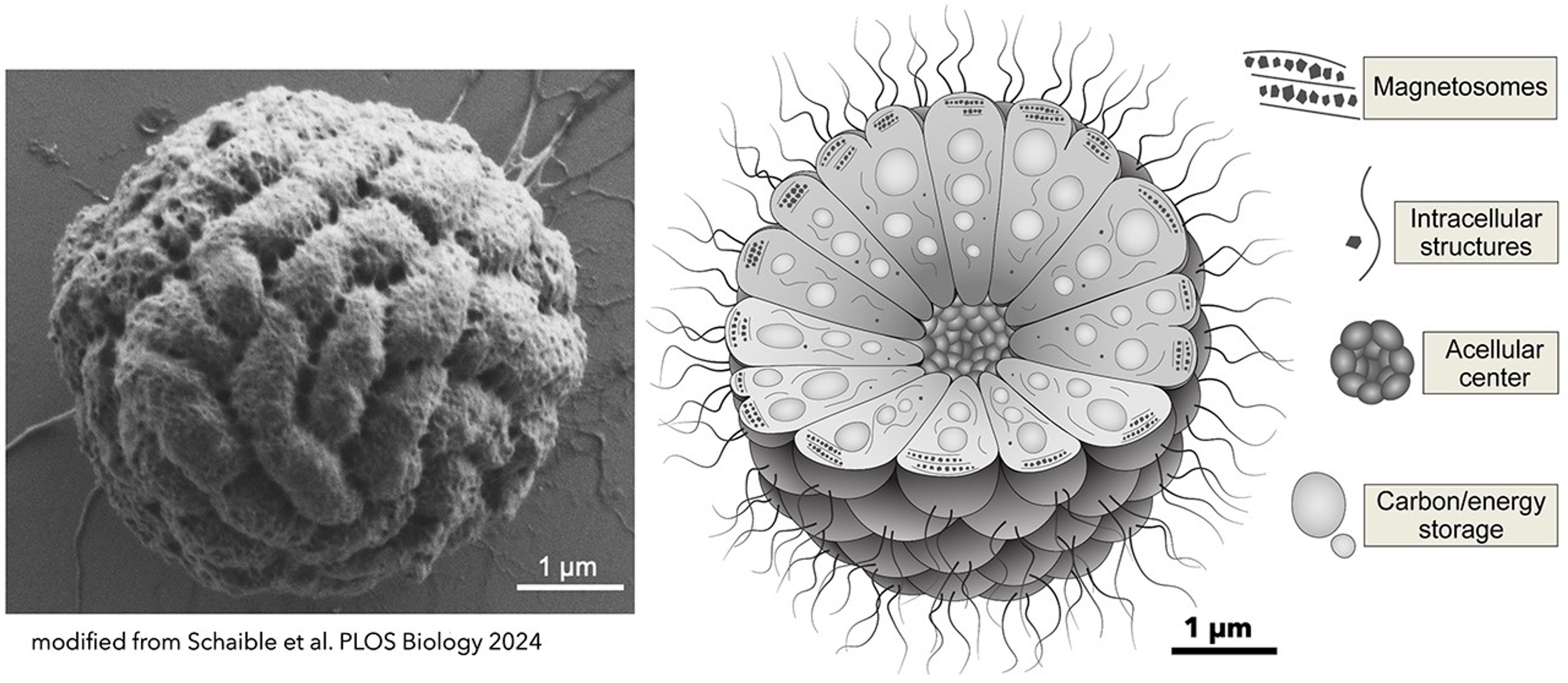 an electron microscope photo of the MMB consortium (grayscale, nobbly sphere approx 4 micrometers across) beside a cartoon cross-section diagram of the consortium, one cell thick with a hollow center