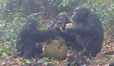 Wild Chimps Caught on Camera Sharing Alcoholic Fruit : ScienceAlert