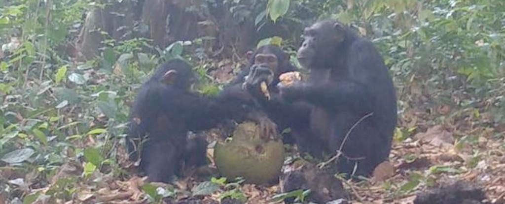 Wild Chimps Caught on Camera Sharing Alcoholic Fruit : ScienceAlert