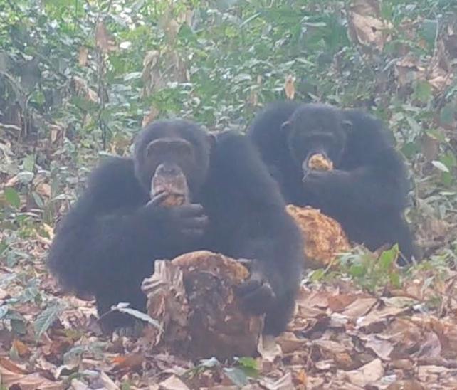 wild chimpanzees eat fermented breadfruit