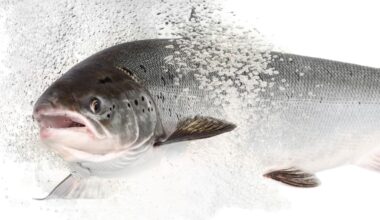 Salmon given antianxiety drugs take more risks, study finds