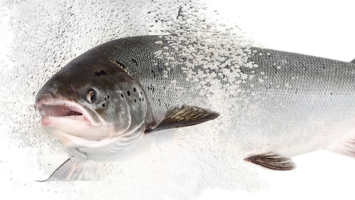 Salmon given antianxiety drugs take more risks, study finds