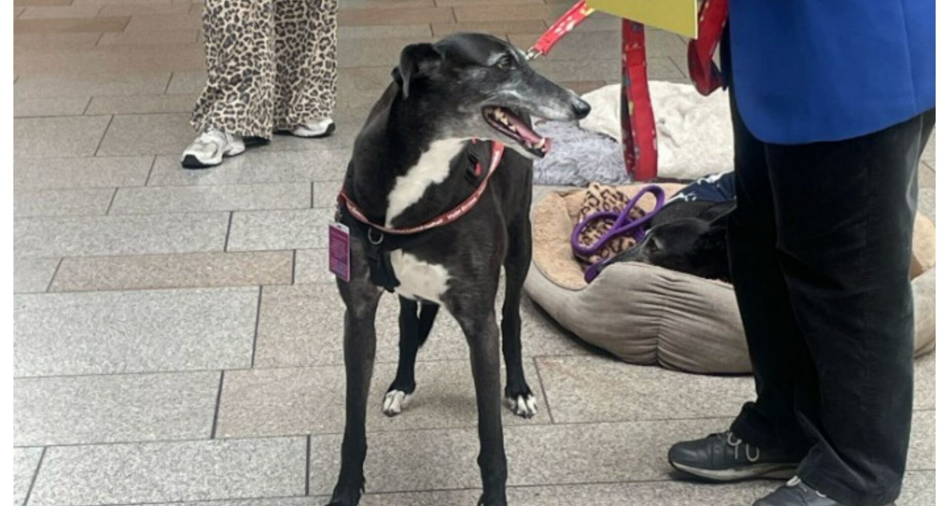 Greyhounds forced to undergo security checks and wear visitor passes during Holyrood visit