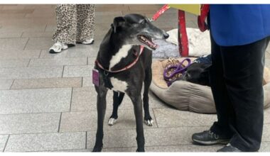 Greyhounds forced to undergo security checks and wear visitor passes during Holyrood visit