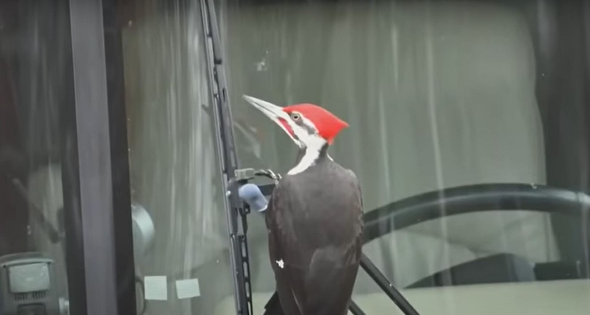 One Pesky Woodpecker Has Terrorized 25 Cars and Counting in a Massachusetts Town