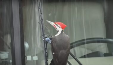 One Pesky Woodpecker Has Terrorized 25 Cars and Counting in a Massachusetts Town