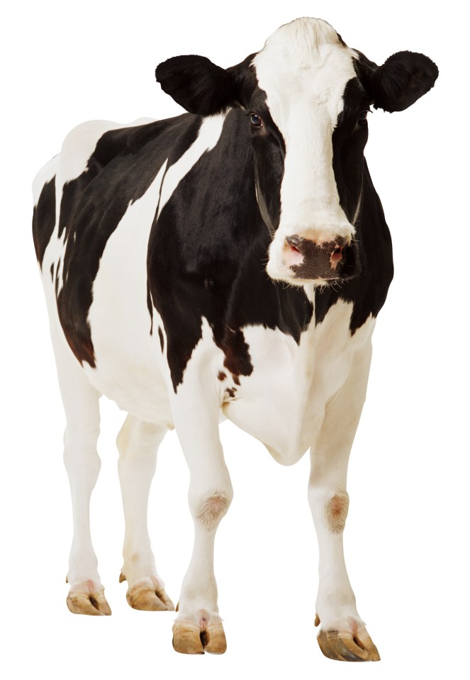 Holstein cow standing against a white background.