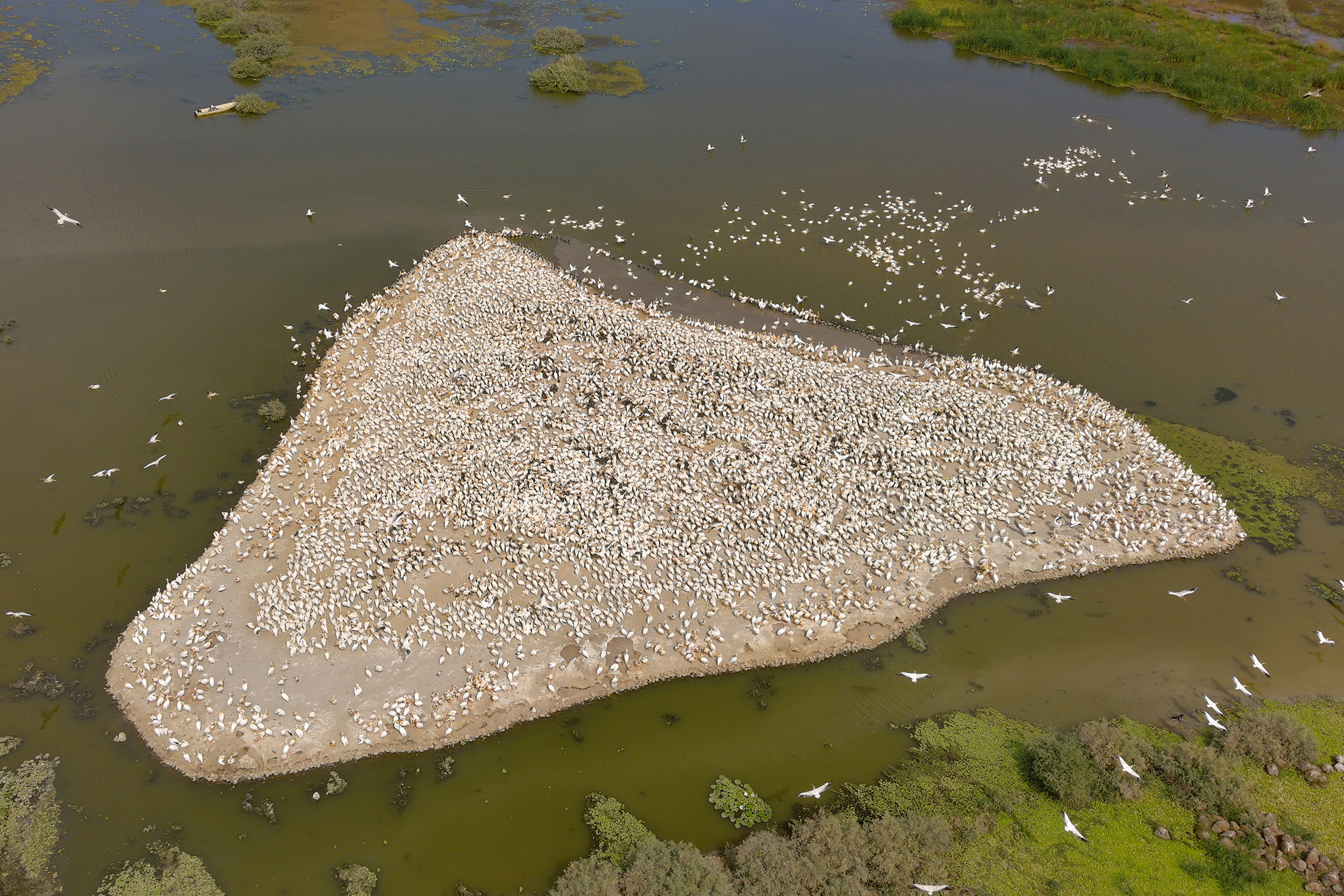 Counting pelicans using a drone equipped with cameras and AI in Senegal.