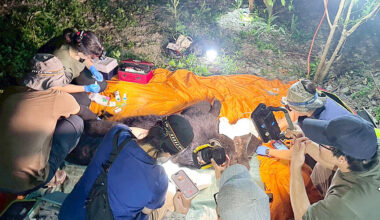 Formosan black bear shot and euthanized in Hualien