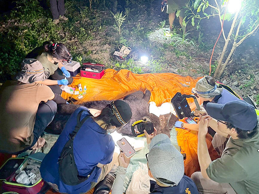 Formosan black bear shot and euthanized in Hualien