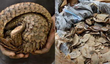 Pangolin scales