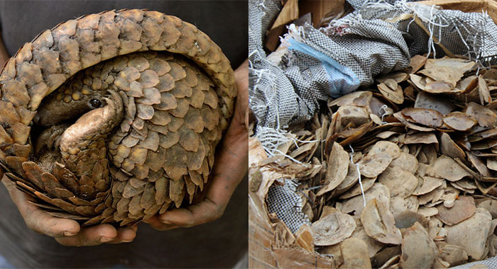 Pangolin scales