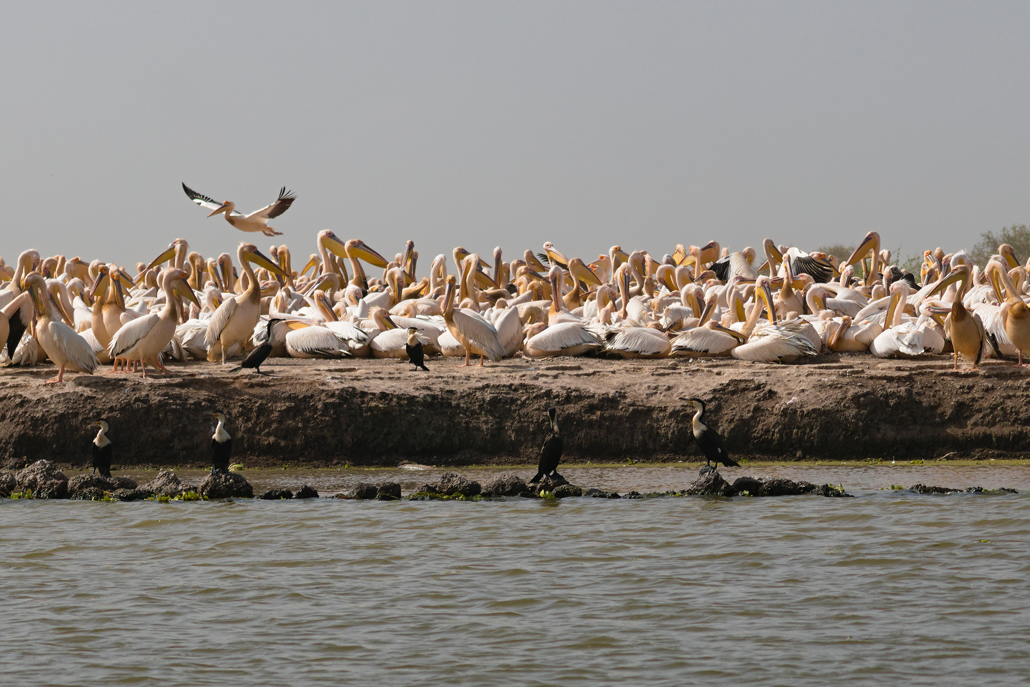 Pelicans in Senegal.