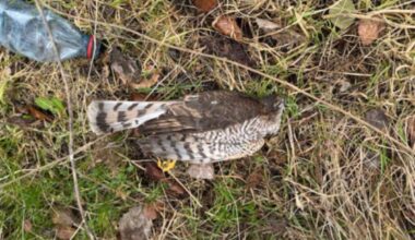 Sparrowhawk found shot in Cradlehall area of Inverness spark Police Scotland and RSPB appeal