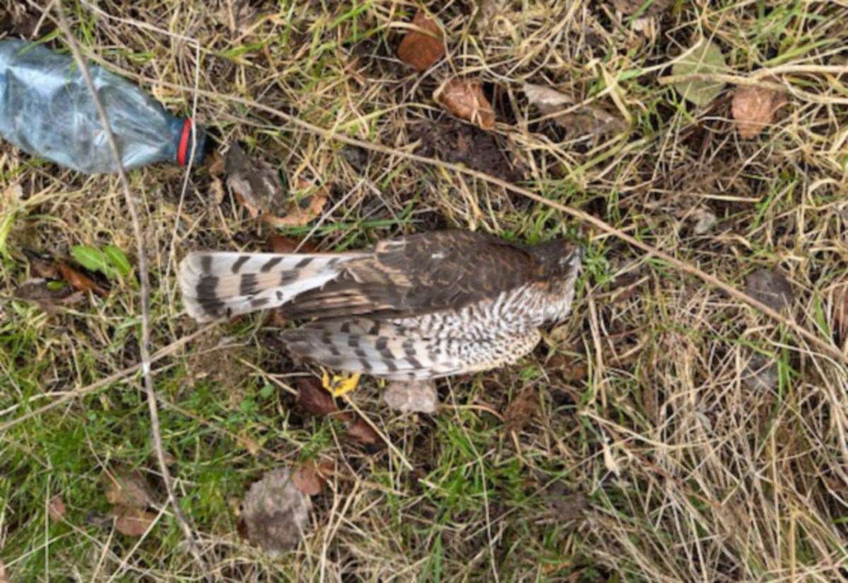 Sparrowhawk found shot in Cradlehall area of Inverness spark Police Scotland and RSPB appeal
