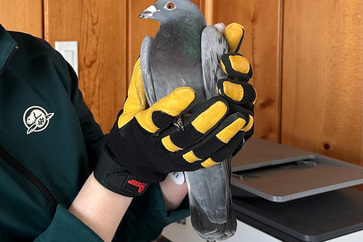 Racing pigeon from Spain has rare journey to Canada after wrong turn in Mediterranean