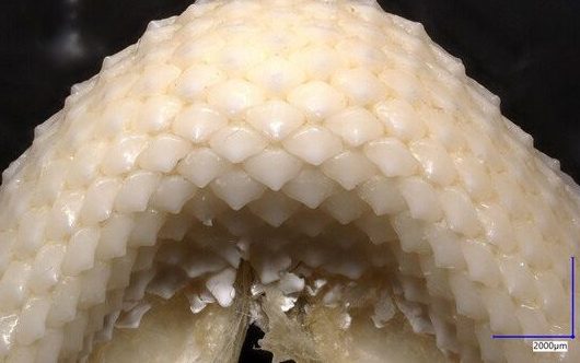 Hear what a shark sounds like - it's as scary as you'd imagine A rig shark's flat, platelike teeth are seen in the University of Auckland experiment conducted between May 2021 and April 2022. Eric Parmentier Cranial structures and details of the dentition in a male, juvenile rig (Mustelus lenticulatus). Dorsal (a), rostral (b), ventral (c), and lateral (d) views showing the locations of the cartilaginous braincase (chondrocranium), upper and lower jaw cartilages, and dental apparatus. Photographs taken of upper (e,f) and lower (g,h) jaw, showing blunt plated teeth with low rounded crowns and two weak lateral cusplets (f, black arrowheads). A peg extends from the lingual face of the crown (f, black arrow) and several short ridges are at the base of crown (f,h, white arrow). Abbreviations: cc, chondrocranium; ch, ceratohyal; den, dental apparatus (yellow); hm, hyomandibula; mc, Meckel?s cartilage (lower jaw); nc, nasal capsule; pop, postorbital process; pq, palatoquadrate (upper jaw); rp, rostral process; sc, spinal column; ulc, upper labial cartilage.