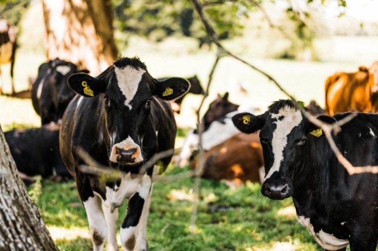 The UK cheese industry gained £75m in exports to the US last year (Photo: Matt Austin/Quicke’s)