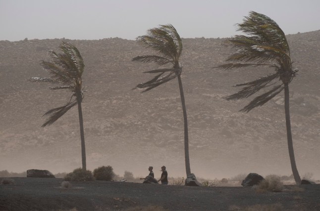epa12007729 Wind whips palm trees in the town of La Santa, in the municipality of Tinajo, Lanzarote island, Spain, 03 April 2025. Storm Nuria is bringing locally heavy rain and hurricane-force winds to the Canary Islands, especially in high-altitude areas of the islands with the highest elevations. EPA/Adriel Perdomo