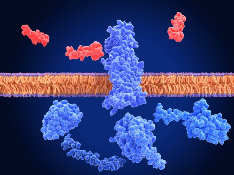 Illustration of an inactivated glucagon-like peptide-1 (GLP-1) receptor (blue) surrounded by semaglutide molecules (red). Semaglutide is a GLP-1 receptor agonist, a type of drug that mimics the function of natural GLP-1 hormones. These medications work by binding to GLP-1 receptors throughout the body and stimulating insulin secretion, inhibiting glucagon secretion, and slowing down gastric emptying. This leads to improved blood sugar control, making it an effective treatment option for type 2 diabetes. Semaglutide is the active ingredient in Ozempic, a medication used to treat diabetes