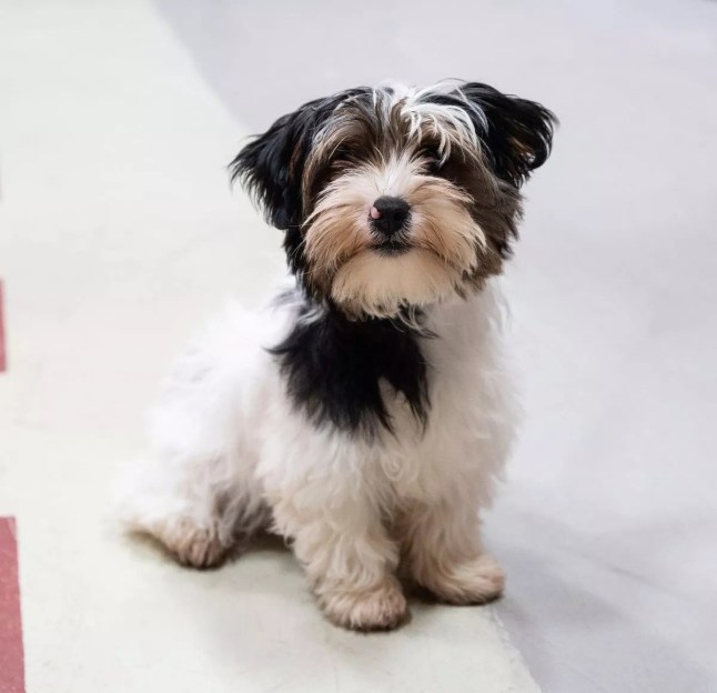 Coronation Street fans howling at blunder as 'dog becomes handbag'