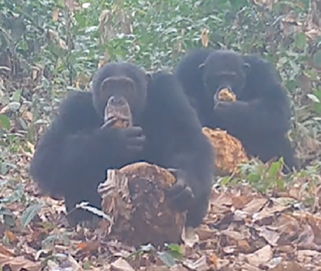 Wild chimpanzees share fermented fruits Ethanol content of Treculia africana fruit and sharing by chimpanzees.