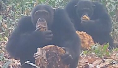 Wild chimps filmed on the lash sharing around 'boozy' fermented fruit | News Tech